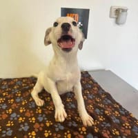 LINDA    graziles Hundekind, Hündin zur Adoption