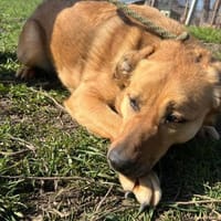 FRANK,  3J. sucht Zuhause, Hund zur Adoption