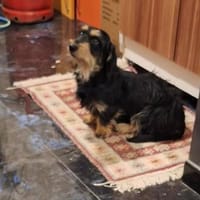 Kleine Antonela sucht ihr liebevolles Zuhause, Hund zur Adoption