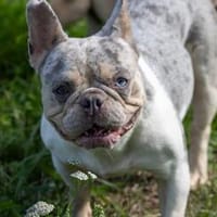 Radar,süße,französische Bulldogge geb. 03/2025, Hündin zur Adoption
