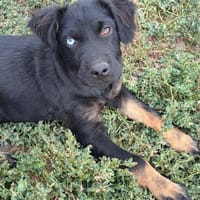Kleiner Marco sucht seine Familie, Hund zur Adoption