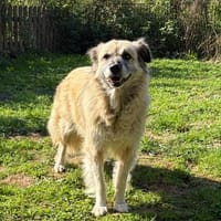 Ein Zuhause für Peggy, Hündin zur Adoption