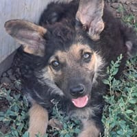 Kleiner Zeno sucht seine Familie, Hund zur Adoption
