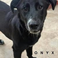 ONYX  liebenswerter Labbimix, Hund zur Adoption