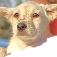 Baby BEA, Hündin zur Adoption