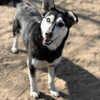 Desire -Wunderschöne freundliche Husky, Hündin zur Adoption