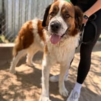 Ruslan -Stark, sanft & voller Loyalität, Hund zur Adoption