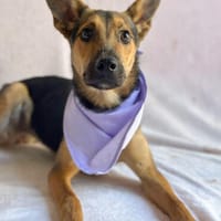 Biggy -Hübsche Hündin sucht aktives Zuhause!, Hündin zur Adoption