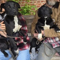 Fröhliche Welpen, Hund zur Adoption