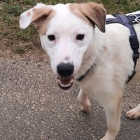 BUDDY - erfahrene Hunde-Menschen gesucht, Hund zur Adoption