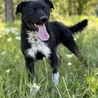 Leif-Wunderschöner selbstbewusster Rüde, Hund zur Adoption
