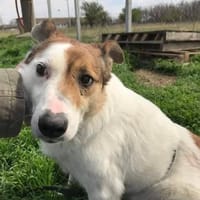 VIANA, liebenswertes Ömchen sucht.., Hündin zur Adoption