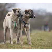 Nocci und Arlo  warten in 99427 Weimar, Hund zur Adoption