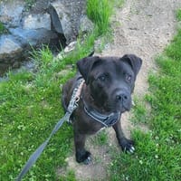 Travis sucht seine Menschen, Hund zur Adoption
