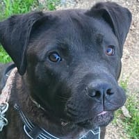 Cane Corso Mix Travis sucht seine Menschen, Hund zur Adoption