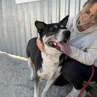 Mizso -Kämpferherz mit ganz viel Liebe, Hund zur Adoption