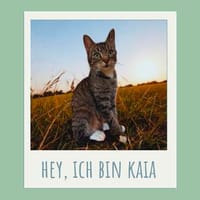 Kaia möchte kuscheln, Katze zur Adoption