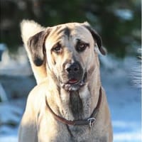 Sivo - wartet in 91080 Spardorf, Hund zur Adoption