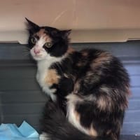 Pufina aus dem Tierschutz Kreta, Katze zur Adoption