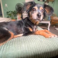 Jota sucht ein Zuhause, Hündin zur Adoption