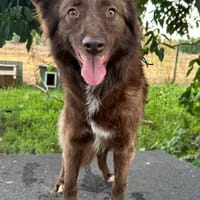 Wunderschöne PHILIPPA 🐾❤ 5 Jahre, Hündin zur Adoption
