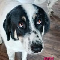 Hera - freundlich und menschenbezogen, Hündin zur Adoption