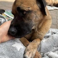 Seppl - möchte eine eigene Familie, Hund zur Adoption
