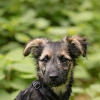 Dzana - zarte Hündin sucht eigenes Zuhause, Hündin zur Adoption