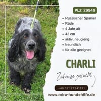 Charli Russischer Spaniel sucht ein liebevolles Zuhause., Hund zur Adoption