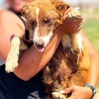 Moscow Mule 💜 intelligent, sozial, menschenbezogen, Hündin zur Adoption