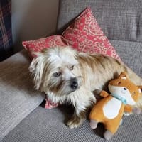 Penny sucht ein Zuhause 🏡, Hündin zur Adoption