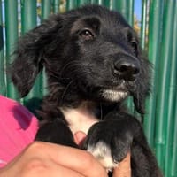 CAMUS  Familienanschluss gesucht, Hund zur Adoption