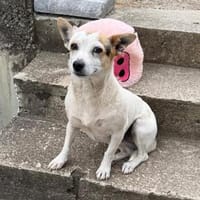 Tolle Fine sucht ihr Zuhause, Hündin zur Adoption