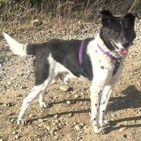 Harvey 45 cm geb. 12/2015 wäre fast verhungert, Hund zur Adoption