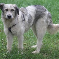 Freya 54cm geb. 08/2022 sucht ein Zuhause, Hündin zur Adoption