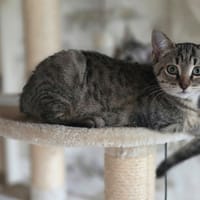 Pégase, chatte à adopter