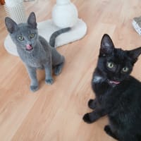 OURSINE, chatte à adopter