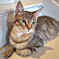 MIA, chatte à adopter