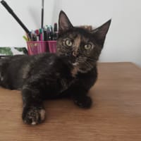ROXANE, chatte à adopter