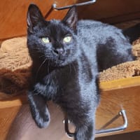 BUG, chatte à adopter