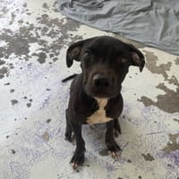 INOX, chien à adopter