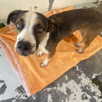 BECASSINE, chienne à adopter