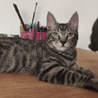 JUNE, chat à adopter