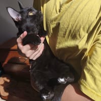 BILLIE, chatte à adopter