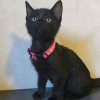 BOHEME, chatte à adopter