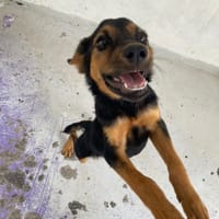 HOPE, chienne à adopter