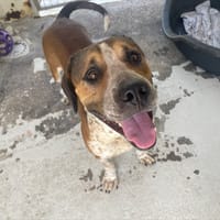 BLOSTON, chien à adopter