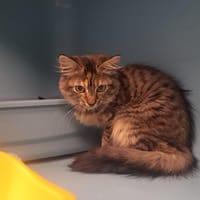 CHUCK, chat à adopter