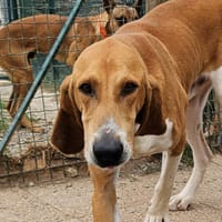 FANTÔME, chien à adopter