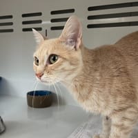 Sarabi, chatte à adopter